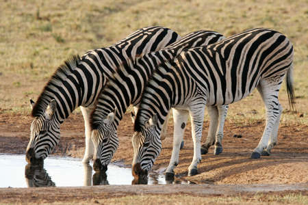Three zebras quenching their thirst at an African waterholeの写真素材
