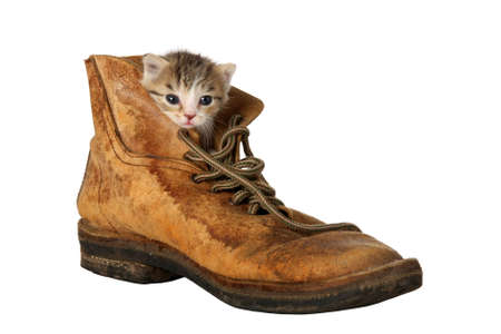 Small kitten peering out of an old bootの写真素材