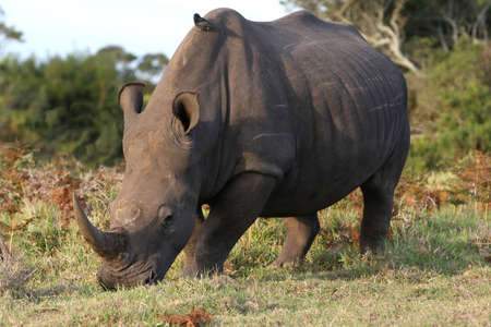 Large white rhino grazing while a bird perches on it's backの写真素材