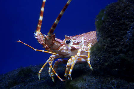 Lobster or crayfish peeping around a rockの写真素材