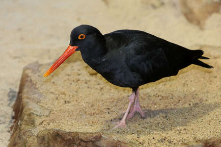 Black oyster catcher bird with orange beak looking for foodの写真素材