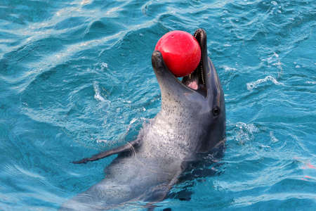 Bottlenose dolphin with a red ball in it's mouthの写真素材