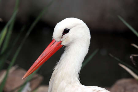 Potrait of an European stork bird with long orange beakの写真素材