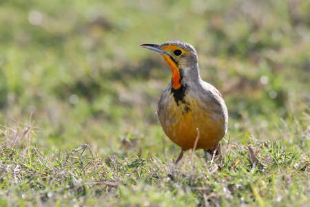 Cape Longclaw or orange necked longclaw birdの写真素材