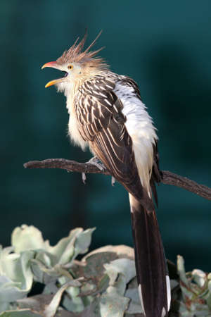 Guira Cuckoo sitting on a branch and callingの写真素材