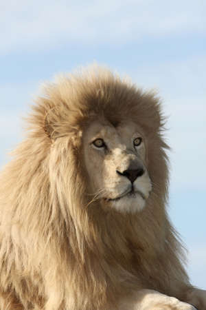 Portrait of a magnificent big male white lion