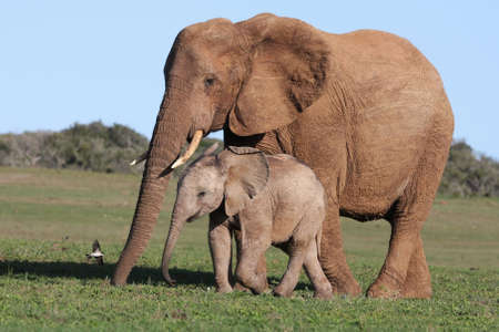 Baby African elephant chasing a bird with it's mother nearby