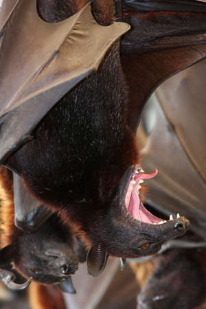 Large fruit bat with it's mouth wide open in a yawnの写真素材