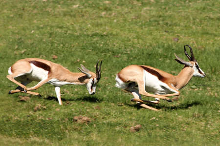 Two male springbuck antelope chasing each other to compete for femalesの写真素材
