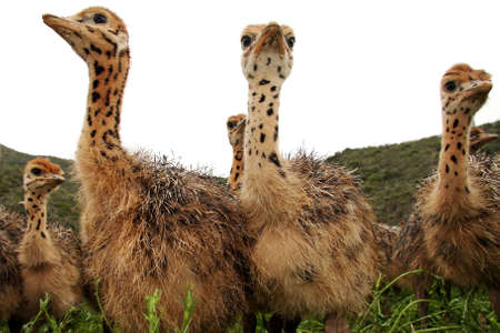 Group of baby ostrich chicks looking inquisitively
