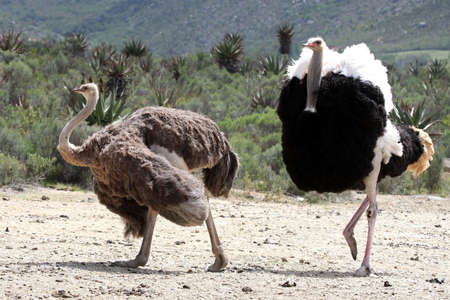 Handsome male ostrich with beautiful feathers displaying to it's mateの写真素材
