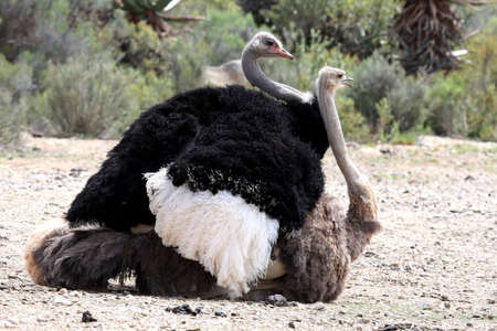 African ostriches with beautiful feathers matingの写真素材