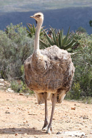 The dull looking female ostrich bird from Africa