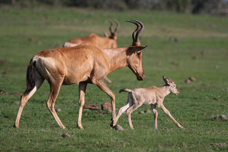 New born baby Red Hartebeest antelope running with it's motherの写真素材