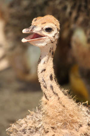 Baby ostrich chick in the African heat with beak open to cool downの写真素材