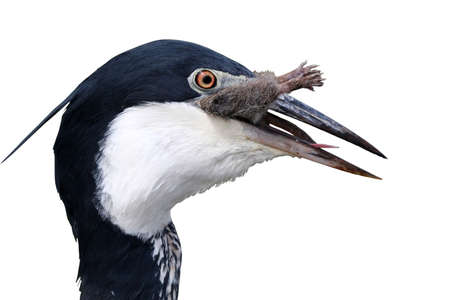 Black-headed heron bird swallowing a large vlei rat - legs sticking outの写真素材