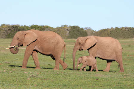 Elephant family walking across an open African plainの写真素材