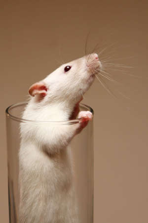 Pet white rat with long whiskers inside a glass looking outの写真素材