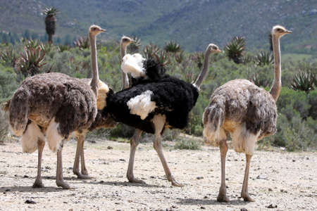 Handsome male ostrich with beautiful feathers displaying to females