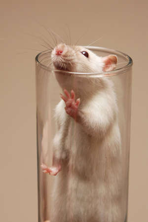 Pet white rat with long whiskers inside a glass looking outの写真素材