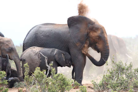 African elephants having a dust bath to protect against parasitesの写真素材