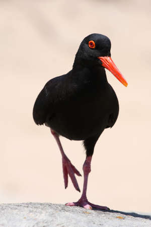 Striking black and orange oystercatcher bird standing on one legの写真素材