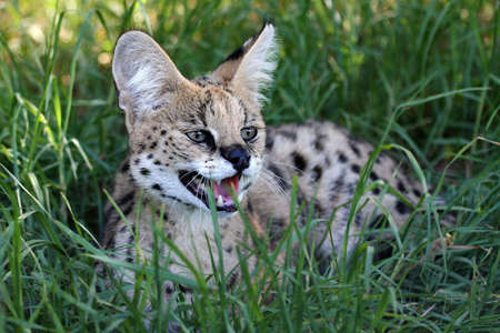 Snarling Serval wild cat with large teeth and pink tongueの写真素材