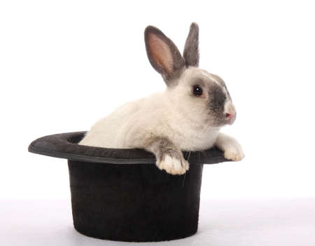 Cute bunny rabbit climbing out of a black hatの写真素材