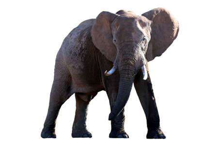 Huge male African elephant isolated on white backgroundの写真素材