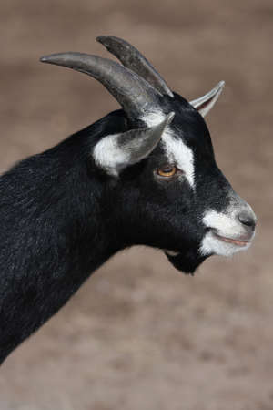 Black and white goat with horns and goateeの写真素材