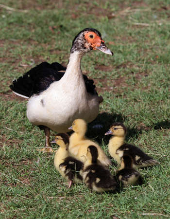 Protective Muscovy duck and her cute little ducklingsの写真素材