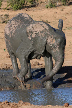 Female African elephant having a mud bath at a waterholeの写真素材