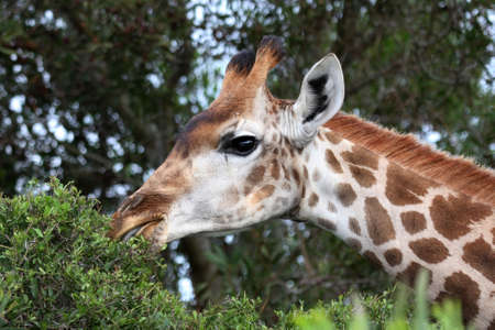 Giraffe reaching to the top of a tree to eat it's leavesの写真素材
