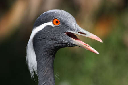 Demoiselle crane bird with it's beak open の写真素材