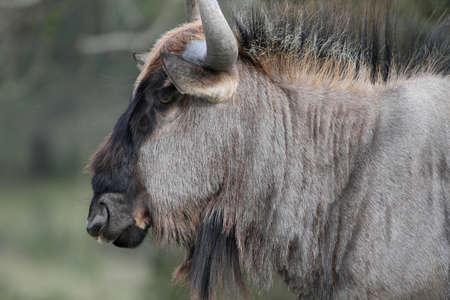 Portrait of a Black Wilderbeest from Africaの写真素材