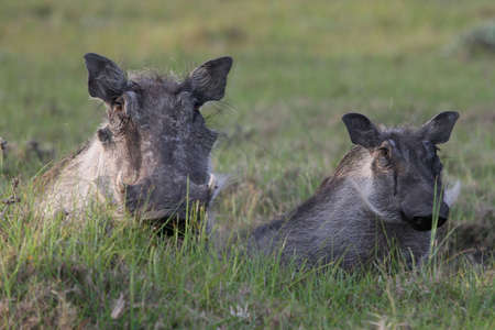 Two warthogs nervously looking out of their den の写真素材