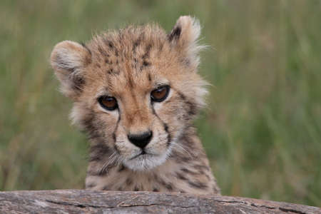 Cute cheetah cub peering inquisitively over a logの写真素材