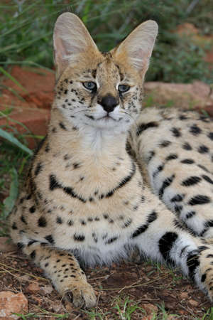 Beautiful Serval wildcat with spotted fur and long ears