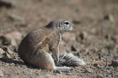 Ground squrrel sunning it's self in the afternoon sunの写真素材