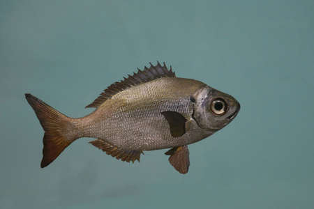 Replica of a Frans Madame fish with exact detailsの写真素材