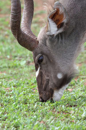 Male kude antelope grazing on freah green growthの写真素材
