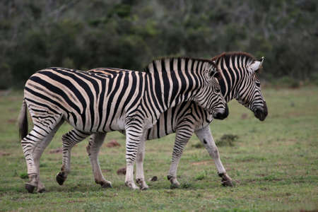 Two Burchel's or plains zebras walking togetherの写真素材