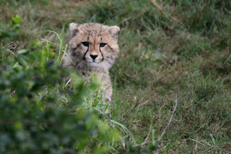 Young cheetah cub hiding behind a green bushの写真素材