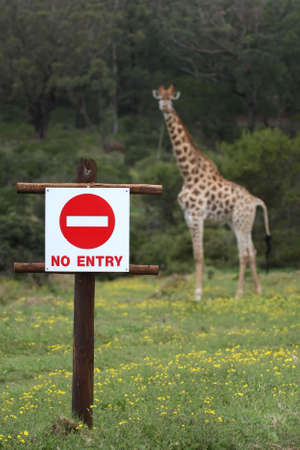 No entry sign with a giraffe standing behing like a sentryの写真素材