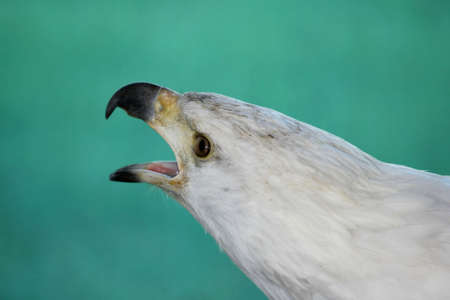 Fish eagle with it's beak open as it calls