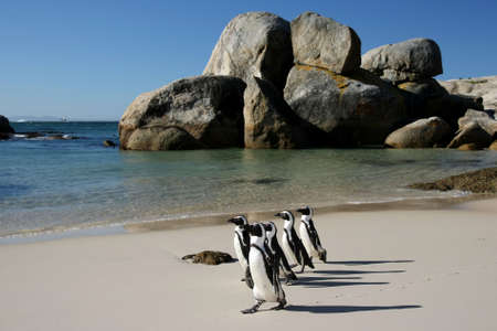Penguins crossing the sandy beach at Boulders in South Africaの写真素材