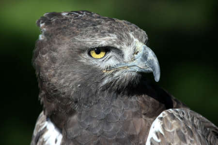 Portrait of a  Martial Eagle with staring yellow eye