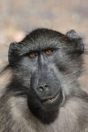 Portrait of a wild Chacma baboon ape with long fur