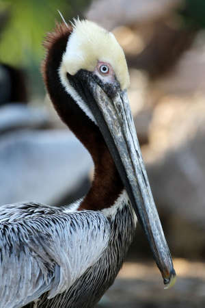Beautiful Brown Pelican with a long beakの写真素材