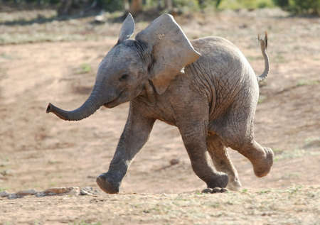 Excited baby African elephant running to a waterholeの写真素材
